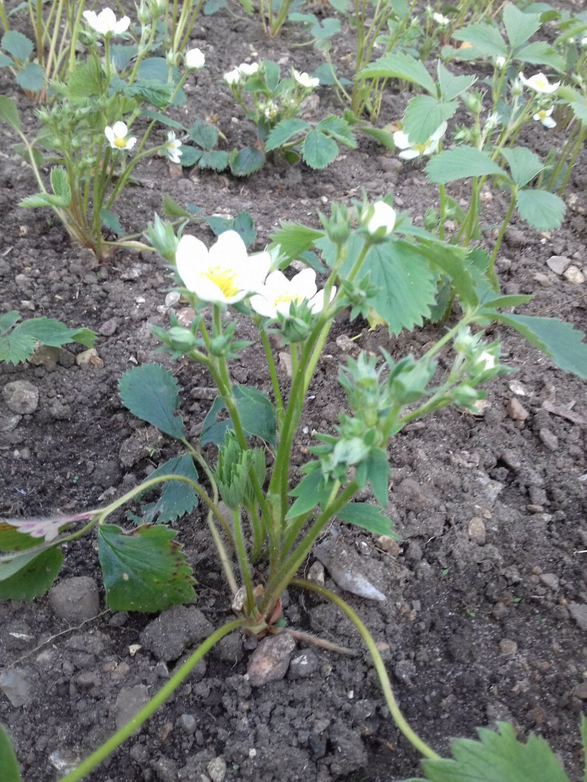 3 x Organic Strawberry Bare Root Plants from own garden